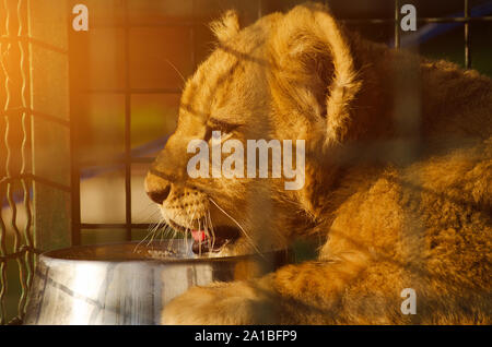 Lion en cage de zoo en attente de l'alimentation Banque D'Images