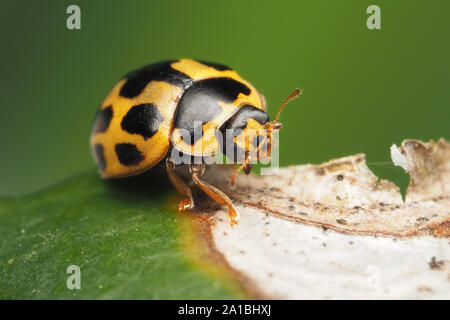 14 Coccinelle Propylea quattuordecimpunctata (spot) au repos sur des feuilles de lierre. Tipperary, Irlande Banque D'Images