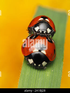 Vue frontale de l'accouplement 7 coccinelles sur place (Coccinella septempunctata) sur le brin d'herbe. Tipperary, Irlande Banque D'Images