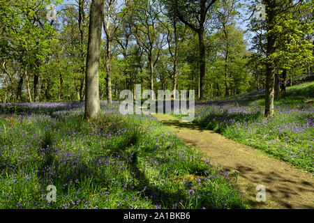 Les Écossais au jacinthes des bois Bluebell, Kinclaven, par Blairgowrie, Perthshire, Écosse, Royaume-Uni. Banque D'Images