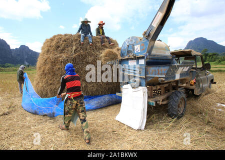 Récolte du riz. Vang Vieng. Le Laos./ L'agriculture. Champ de riz. Lao farmer la récolte du riz en milieu rural paysage. Le Laos. Banque D'Images