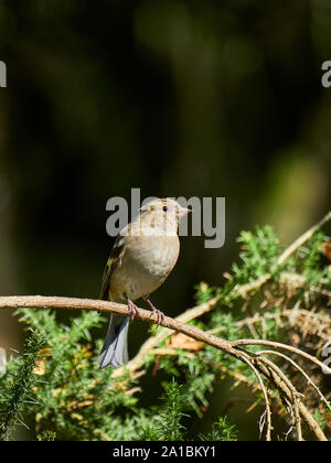 Une femelle (Fringilla coelebs Chaffinch commun) se tenait sur une branche d'un sapin au soleil avec arrière-plan flou Banque D'Images