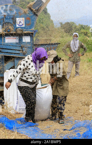 Récolte du riz. Vang Vieng. Le Laos. Banque D'Images