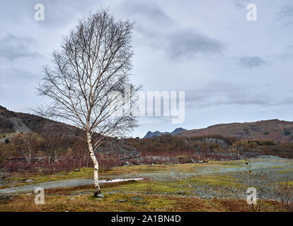 Un seul arbre près de Silver Birch Hodge fermer avec une grande carrière Lansdale en arrière-plan sur une journée de février, Lake District National Park, Royaume-Uni Banque D'Images