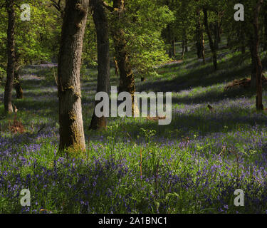 Les Bluebell Wood, Kinclaven, par Blairgowrie, Perthshire, Écosse, Royaume-Uni, Europe. Banque D'Images