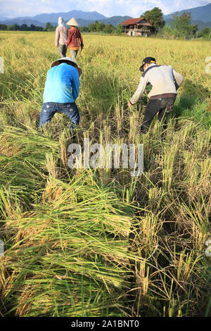 Les agriculteurs travaillant dans les champs du riz dans la région de paysage rural. Vang Vieng. Le Laos. Banque D'Images