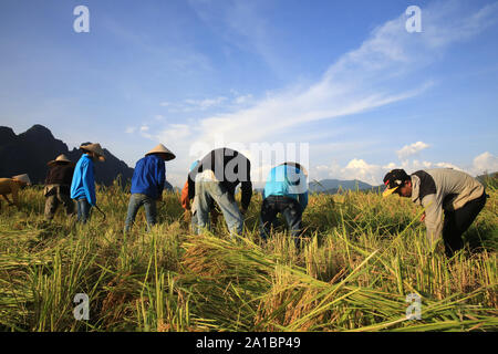 Les agriculteurs travaillant dans les champs du riz dans la région de paysage rural. Vang Vieng. Le Laos. Banque D'Images