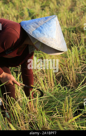 Exploitant agricole travaillant dans les rizières en paysage rural. Vang Vieng. Le Laos. Banque D'Images