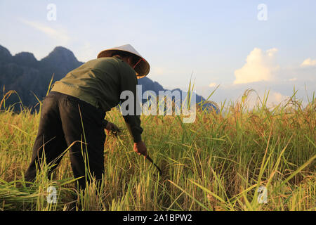 Exploitant agricole travaillant dans les rizières en paysage rural. Vang Vieng. Le Laos. Banque D'Images