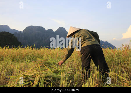 Exploitant agricole travaillant dans les rizières en paysage rural. Vang Vieng. Le Laos. Banque D'Images