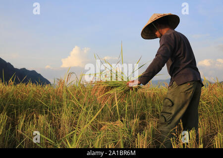 Exploitant agricole travaillant dans les rizières en paysage rural. Vang Vieng. Le Laos. Banque D'Images