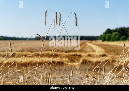 Champ de céréales récoltées en partie par temps sec, ciel sans nuages, vue à travers une rangée de moins de céréales permanent arbre - Lieu : Allemagne Banque D'Images