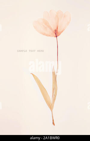Séché et pressé de fleurs tulipes sur fond blanc. Pour une utilisation dans le scrapbooking Banque D'Images