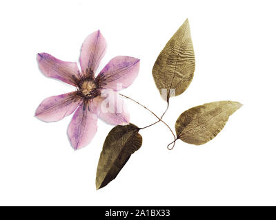 Séché et pressé de l'été fleur sur fond blanc Banque D'Images