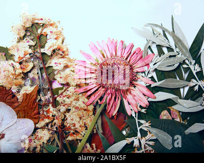 Appuyé et gerber séchées printemps été automne fleurs sur fond blanc Banque D'Images