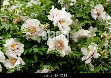 Floral background avec de belles montagnes Blanches pivoine arbustive parmi le feuillage de printemps. Banque D'Images