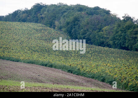 Champ de tournesol commun à Rajhrad, République tchèque. 16 août 2019 © Wojciech Strozyk / Alamy Stock Photo Banque D'Images