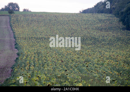 Champ de tournesol commun à Rajhrad, République tchèque. 16 août 2019 © Wojciech Strozyk / Alamy Stock Photo Banque D'Images