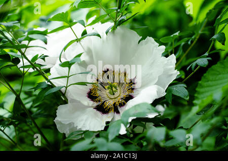 Floral background avec de belles montagnes Blanches pivoine arbustive parmi le feuillage de printemps. Banque D'Images