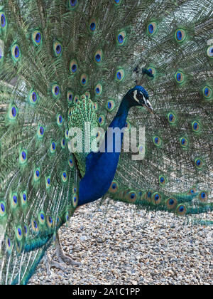 Paons indiens (Peacock) Pavo cristatus mâle en UK d'affichage Banque D'Images