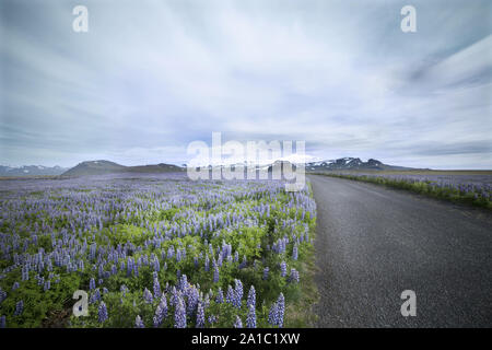 Une route serpente à travers un champ de fleurs de lupin, l'Islande en fleurs Banque D'Images