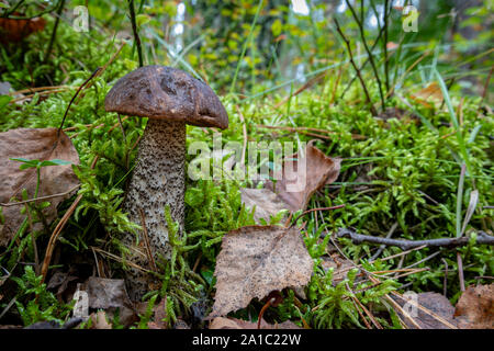 En champignons cosaque une forêt de conifères. La végétation dans les forêts de l'Europe centrale. Saison d'automne. Banque D'Images