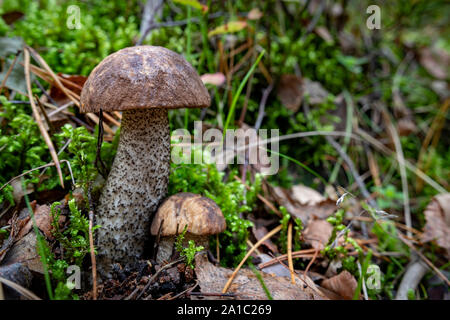 En champignons cosaque une forêt de conifères. La végétation dans les forêts de l'Europe centrale. Saison d'automne. Banque D'Images