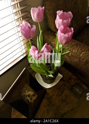 Tulipe rose dans un pot sur une table à l'intérieur d'une maison Banque D'Images