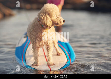 Circonscription de chien sur planche de surf. Chien caniche blanc en vacances Banque D'Images