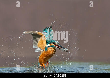 Kingfisher Alcedo atthis commun pour les poissons plongée le Worcestershire Banque D'Images