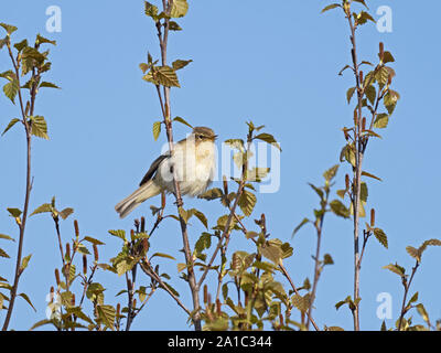 Phylloscopus collybita « récent Avril Norfolk Banque D'Images