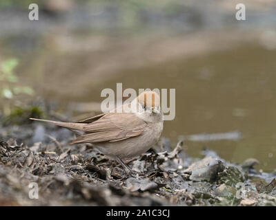 Blackcap eurasienne femme baignade à la piscine d'été North Norfolk Banque D'Images