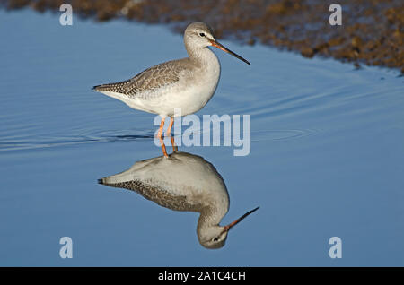 Chevalier arlequin Tringa erythropus Morston hiver Norfolk Banque D'Images