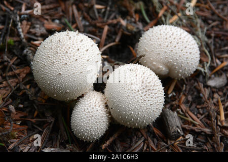 Un groupe de jeunes, des champignons qui poussent sur la vesse-de-forêt de conifères marbre dans la région de Kootenay, en Colombie-Britannique, Canada. Banque D'Images