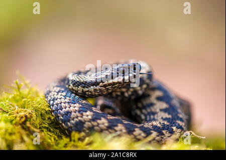 Adder (Vipera berus) le seul serpent venimeux britannique au repos sur une zone de chaleur de Norfolk Banque D'Images