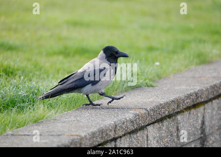 La hooded crow est une espèce d'oiseaux dans le genre Corvus. Largement diffusé, il est aussi connu localement sous le nom de Scotch-de-Corbeau et Corbeau danois. Banque D'Images