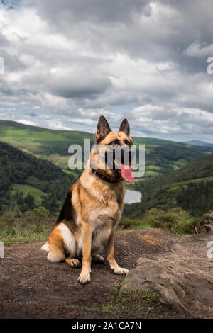 Chien de berger allemand posé devant un appareil photo dans la vallée de Glendalough Banque D'Images