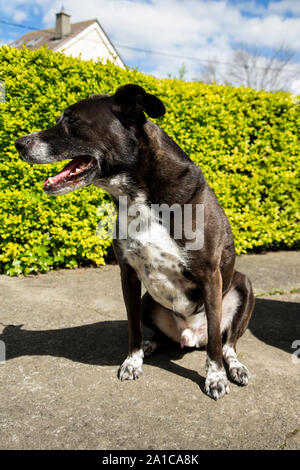Photographie d'un chien posé devant un appareil photo Banque D'Images