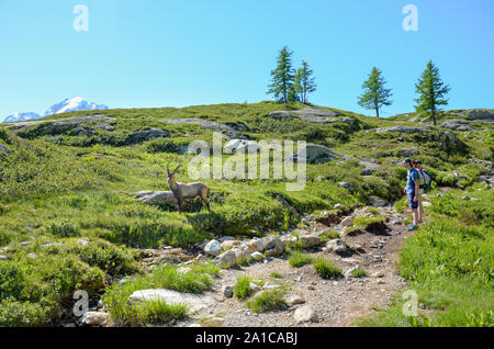 Chamonix-Mont-Blanc, France - 30 juillet 2019 : Les randonneurs admirant Bouquetin des Alpes dans les Alpes françaises. La chèvre de montagne. Les gens et les animaux sauvages. Paysage alpin en été. Banque D'Images