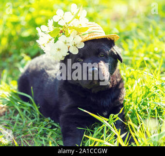 Chiot Labrador vêtu d'un chapeau de paille avec des fleurs. Chiot marcher sur l'herbe sur une journée ensoleillée d'été Banque D'Images