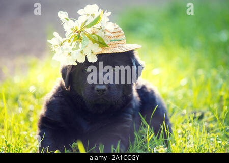 Chiot Labrador vêtu d'un chapeau de paille avec des fleurs. Chiot marcher sur l'herbe sur une journée ensoleillée d'été Banque D'Images