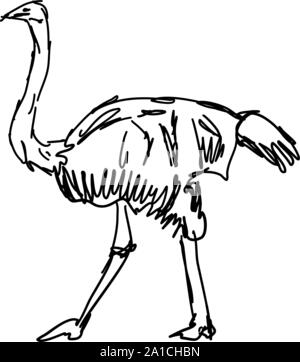 Dessin d'autruche, illustration, vecteur sur fond blanc. Illustration de Vecteur