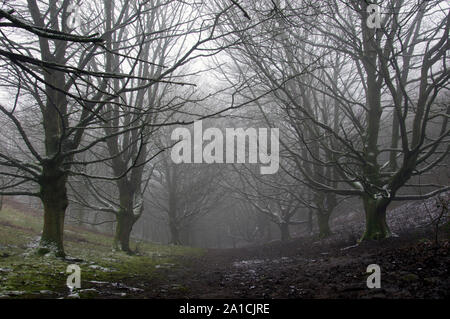 Un chemin traversant une avenue d'arbres dans une forêt froide, fantaisie comme avec des plaques de neige. Sur un jour brumeux, moody winters Banque D'Images