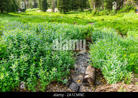 Albion Bassin, Utah l'été avec de nombreux grands carillon fleurs par Bell Creek river l'eau dans les montagnes Wasatch Banque D'Images