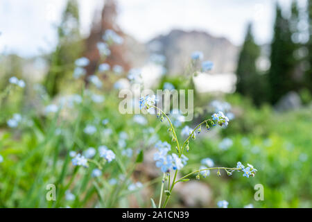 De nombreux gros plan macro Bleu myosotis fleurs avec arrière-plan flou sur le sentier dans la région de Albion, bassin d'été de l'Utah dans les montagnes Wasatch célèbre pour wildflowe Banque D'Images