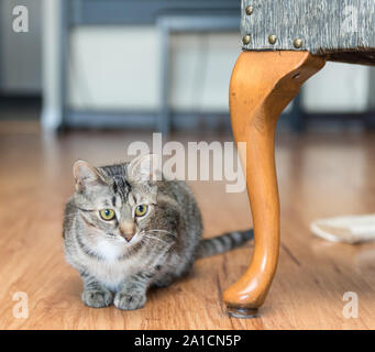 Une fois cette population de chat va trouver le bonheur et l'amour dans une nouvelle maison une fois adopté. Banque D'Images