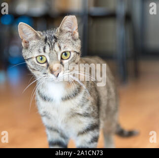 Une fois cette population de chat va trouver le bonheur et l'amour dans une nouvelle maison une fois adopté. Banque D'Images