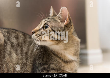 Une fois cette population de chat va trouver le bonheur et l'amour dans une nouvelle maison une fois adopté. Banque D'Images