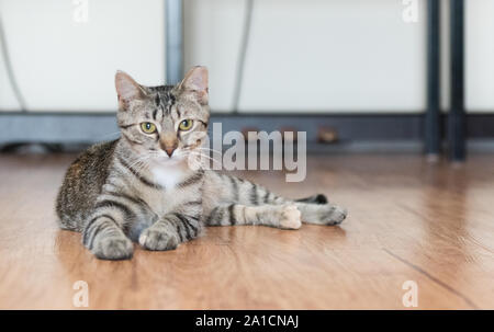 Une fois cette population de chat va trouver le bonheur et l'amour dans une nouvelle maison une fois adopté. Banque D'Images