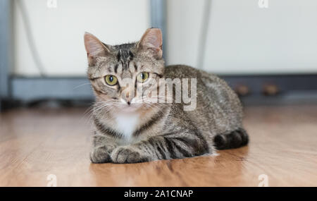 Une fois cette population de chat va trouver le bonheur et l'amour dans une nouvelle maison une fois adopté. Banque D'Images